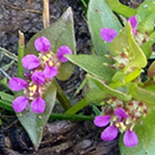 Nesea cordata